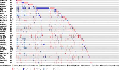 The Identification of Critical m6A RNA Methylation Regulators as Malignant Prognosis Factors in Prostate Adenocarcinoma